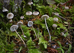 Mycena clavicularis