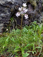 Nardostachys jatamansi