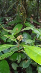Eumachia guianensis