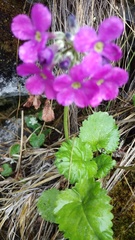 Primula rotundifolia