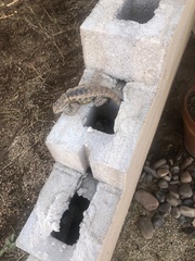Sceloporus magister