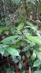 Eumachia guianensis
