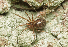 Lepthyphantes