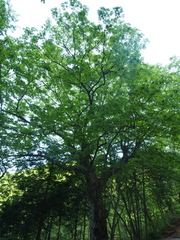 Aesculus turbinata