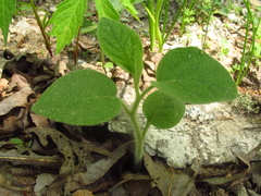 Physalis heterophylla