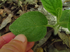 Physalis heterophylla