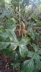 Philodendron squamiferum