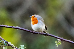 Erithacus rubecula superbus