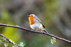Erithacus rubecula superbus