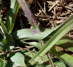 Tradescantia subacaulis