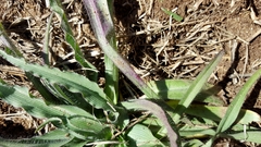 Tradescantia subacaulis