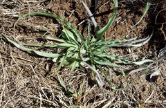 Tradescantia subacaulis