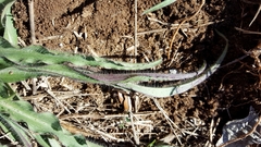 Tradescantia subacaulis