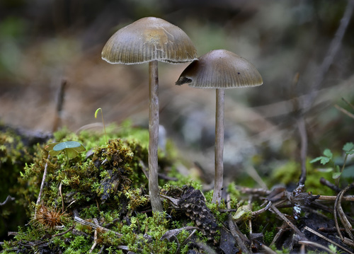 Psilocybe aztecorum