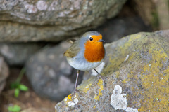 Erithacus rubecula superbus