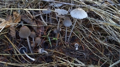 Coprinellus sclerocystidiosus