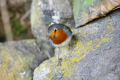 Erithacus rubecula superbus