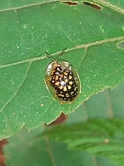 Cteisella confusa