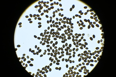 Coprinellus sclerocystidiosus