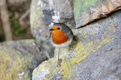Erithacus rubecula superbus