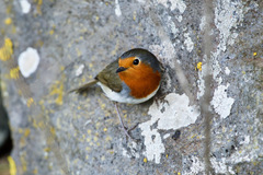 Erithacus rubecula superbus