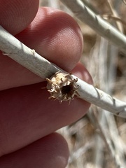 Rhopalomyia utahensis