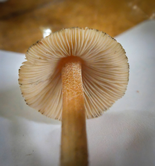 Inocybe insignis