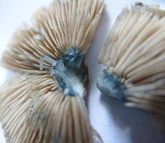 Inocybe insignis