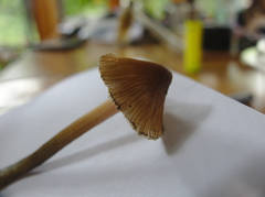 Inocybe insignis