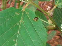 Cteisella confusa