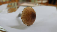 Inocybe insignis