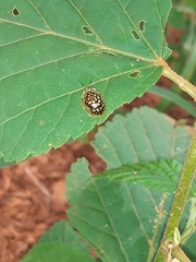 Cteisella confusa