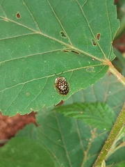 Cteisella confusa