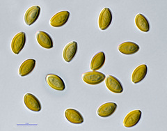 Psilocybe fuscofulva