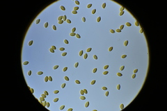 Psilocybe fuscofulva