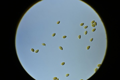 Psilocybe fuscofulva