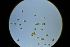 Psilocybe fuscofulva