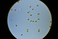 Psilocybe fuscofulva