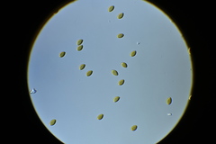 Psilocybe fuscofulva