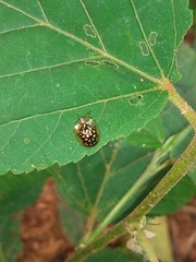 Cteisella confusa