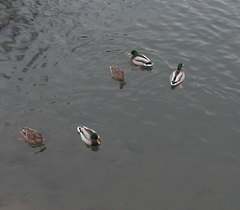 Anas platyrhynchos