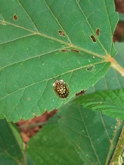 Cteisella confusa