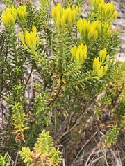 Pteronia uncinata
