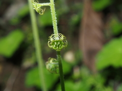 Asimitellaria pauciflora