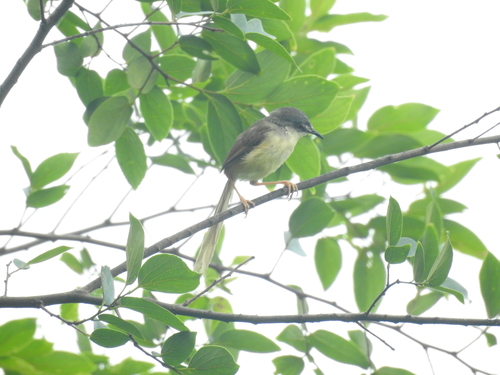 Yellow-bellied Prinia (Prinia flaviventris), photo 6