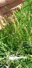 Gnidia gymnostachya