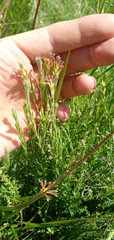 Gnidia gymnostachya