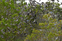Tachycineta bicolor image