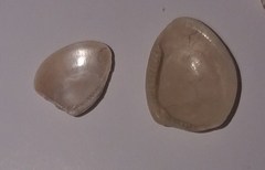 Nucula
