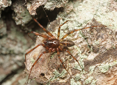 Lepthyphantes
